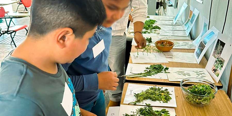 UN RESCATE INNOVADOR DE LOS QUELIT ES DE PUEBLO DE ÁLAMOS, SONORA