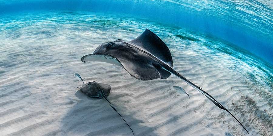 CUIDEMOS A LAS MANTAS