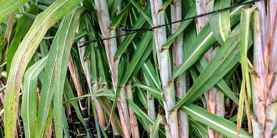 EN BUSCA DE ALTERNATIVAS AL GLIFOSATO