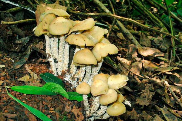 HONGOS ALUCINÓGENOS, USOS TERAPEUTICOS Y RIESGOS ASOCIADOS A SU CONSUMO