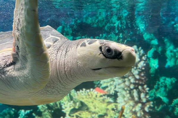 PRESENTAN CENTRO DE INVESTIGACIONE S OCEÁNICAS DEL MAR DE CORTÉS