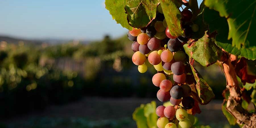 VEN EN EL VINO UNA OPORTUNIDAD DE DESARROLLO REGIONAL
