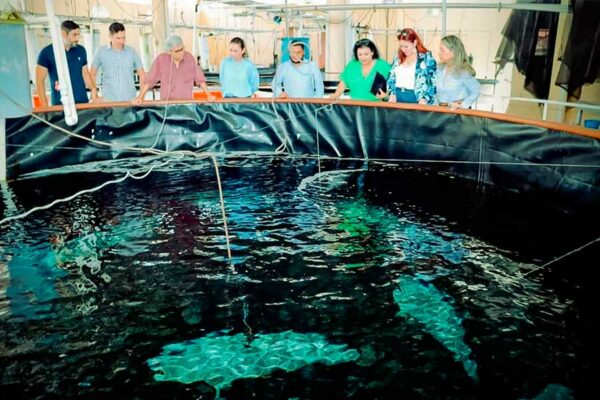 BUSCAN DETONAR CULTIVO DE ROBALO EN SINALOA