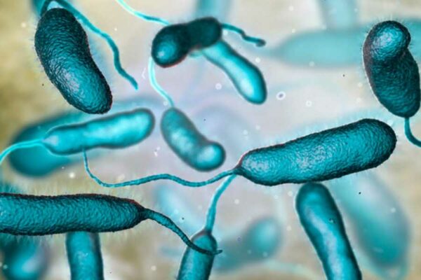 CÓMO CUIDARNOS DE LA BACTERIA COME CARNE