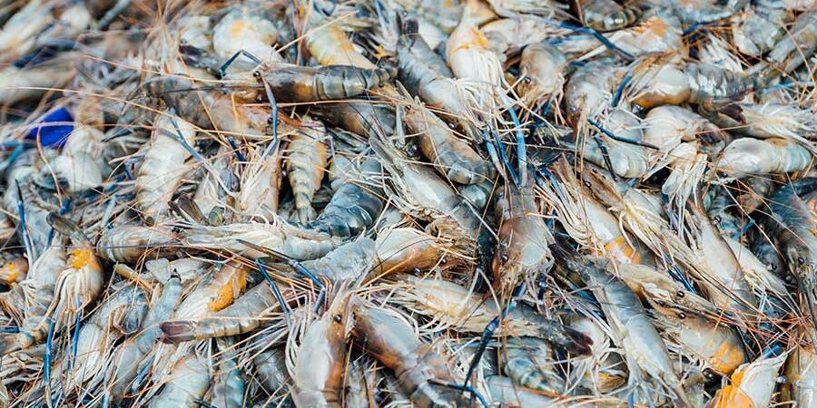 EL CAMARÓN Y SU CONTINUIDAD COMO PARTE DE NUESTRA VIDA