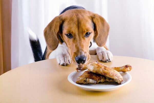 ES SEGURO Y RECOMENDABLE ALIMENTAR A LOS ANIMALES DE COMPAÑÍA CON SOBRAS DE COMIDA
