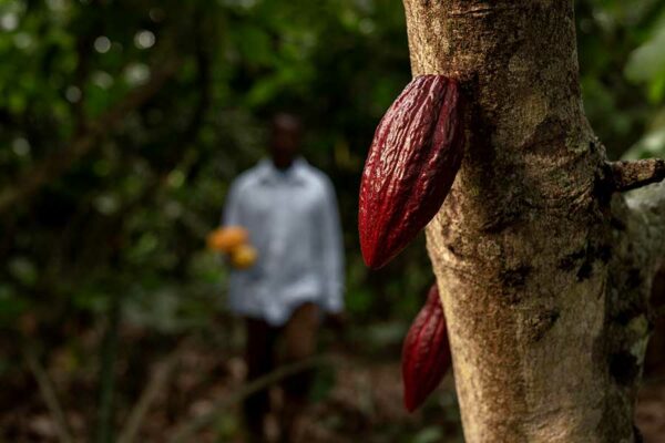 LOS BENEFICIOS DEL CACAO PARA LA SALUD