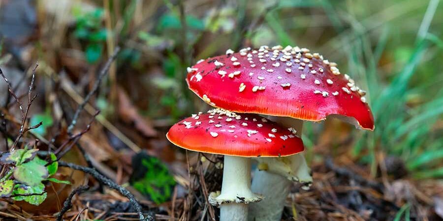 LOS HONGOS MICORRÍZICOS Y EL INTERNET DE LAS PLANTAS