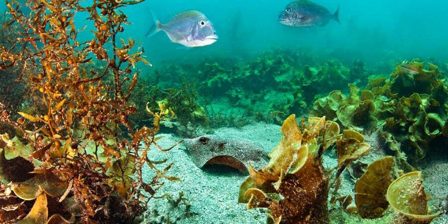 PROYECTARÁN DOCUMENTAL SOBRE INVESTIGADORA DEL CIAD BAJO EL BERMEJO