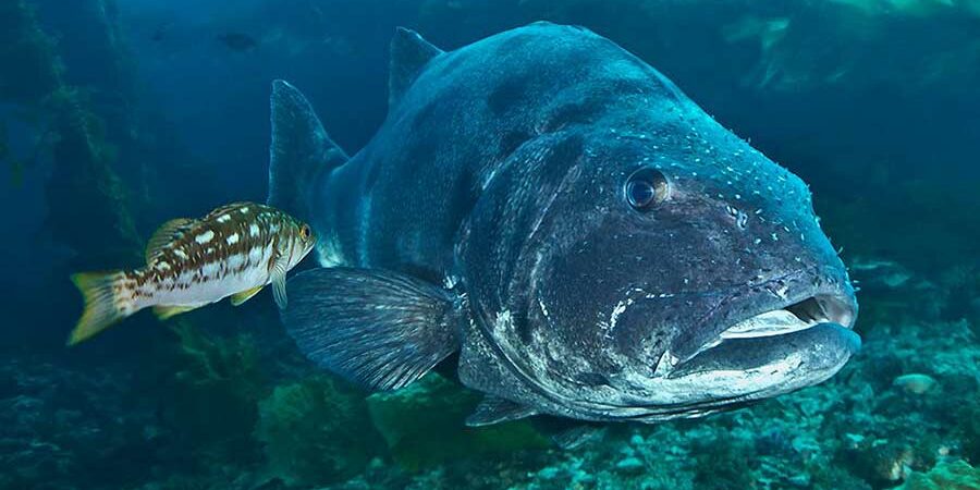 REVELANDO LA EDAD DE PECES GIGANTES POR MEDIO DE OTOLITOS