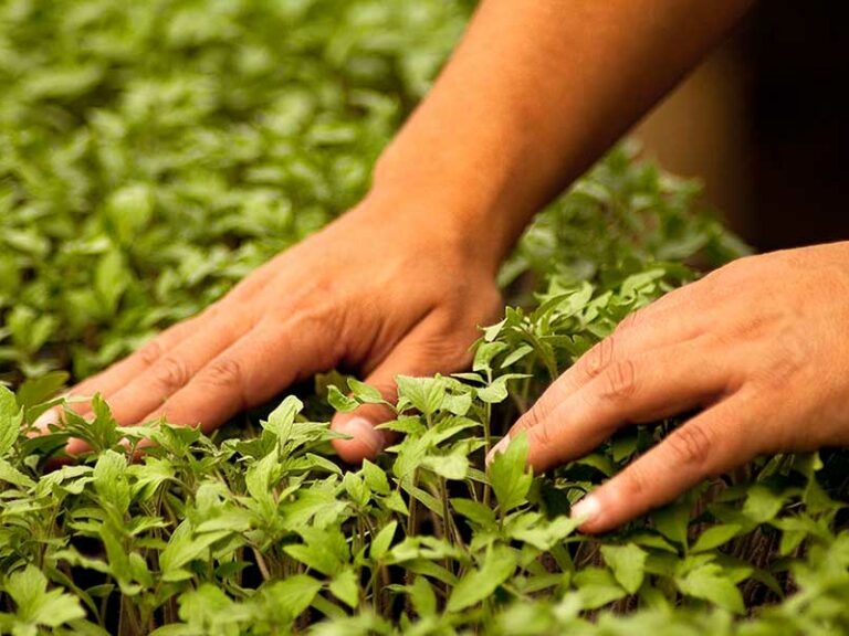 BIOESTIMULANTES, HERRAMIENTAS ÚTILES PARA LOGRAR UNA AGRICULTURA SUSTENTABLE