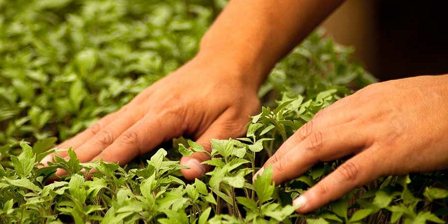 BIOESTIMULANTES, HERRAMIENTAS ÚTILES PARA LOGRAR UNA AGRICULTURA SUSTENTABLE