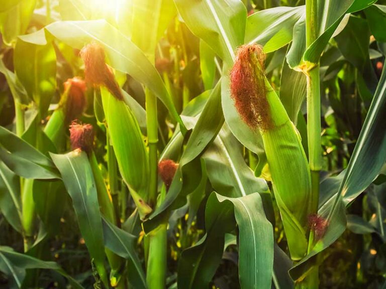 FAROS AGROECOLÓGICOS UNA VÍA PARA EL ESCALAMIENTO DE LA AGROECOLOGÍA EN EL CULTIVO DE MAÍZ