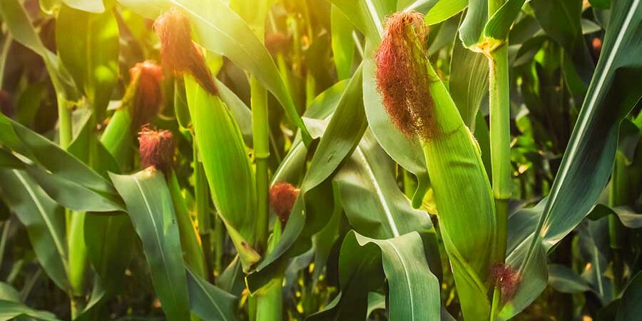 FAROS AGROECOLÓGICOS UNA VÍA PARA EL ESCALAMIENTO DE LA AGROECOLOGÍA EN EL CULTIVO DE MAÍZ