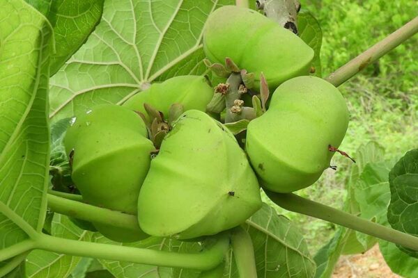 JATROPHA PLATYPHYLLA, EFECTO DE LA FERMENTACIÓN EN ESTADO SÓLIDO