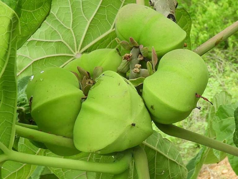 JATROPHA PLATYPHYLLA, EFECTO DE LA FERMENTACIÓN EN ESTADO SÓLIDO