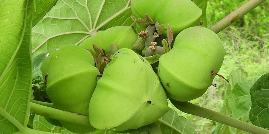 JATROPHA PLATYPHYLLA, EFECTO DE LA FERMENTACIÓN EN ESTADO SÓLIDO