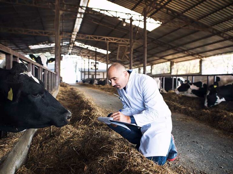 POR QUÉ LA SALUD DE LOS ANIMALES ES MI SALUD