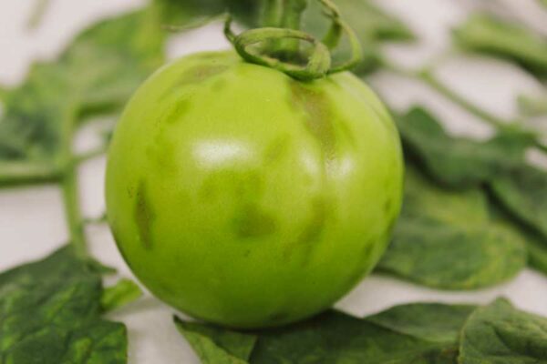 EL CULTIVO DE TOMATE EN MÉXICO, RETOS Y OPORTUNIDADES FRENTE A ENFERMEDADES PRODUCIDAS POR VIRUS