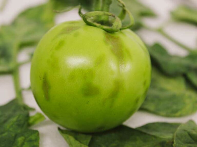 EL CULTIVO DE TOMATE EN MÉXICO, RETOS Y OPORTUNIDADES FRENTE A ENFERMEDADES PRODUCIDAS POR VIRUS