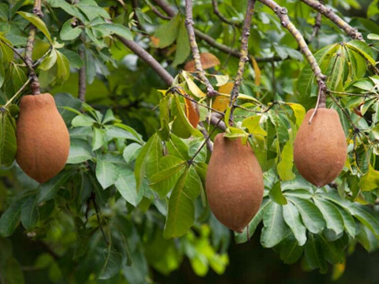 ZAPOTÓN, DE LA SELVA A LA MESA