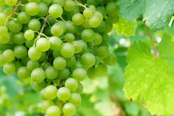 APROVECHAMIENTO DE SUBPRODUCTOS DE UVA EN MÉXICO PARA IMPULSAR LA ECONOMÍA CIRCULAR