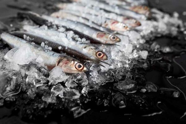 CÓMO APROVECHAR LOS DESECHOS MARINOS EN LA AGRICULTURA