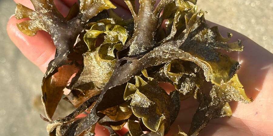 INNOVANDO A LA INDUSTRIA ALIMENTARIA