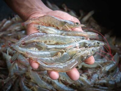 CONTAMINANTES ORGÁNICOS PERSISTENTES, UNA AMENAZA EMERGENTE PARA LA PRODUCCIÓN DE CAMARÓN