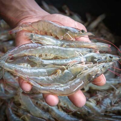 CONTAMINANTES ORGÁNICOS PERSISTENTES, UNA AMENAZA EMERGENTE PARA LA PRODUCCIÓN DE CAMARÓN