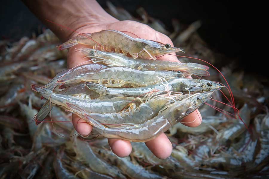 CONTAMINANTES ORGÁNICOS PERSISTENTES, UNA AMENAZA EMERGENTE PARA LA PRODUCCIÓN DE CAMARÓN