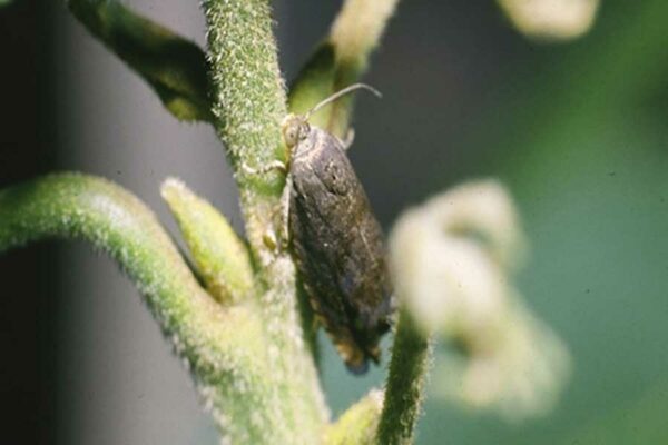 ESTUDIAN SIMBIOSIS DE BACTERIAS INTESTINALES CON EL GUSANO BARRENADOR DE LA NUEZ PECANA