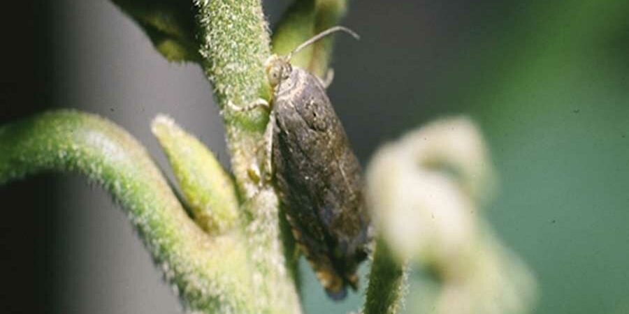 ESTUDIAN SIMBIOSIS DE BACTERIAS INTESTINALES CON EL GUSANO BARRENADOR DE LA NUEZ PECANA