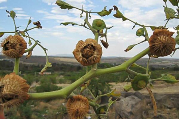 SERIE “PLANTAS MEDICINALES MEXICANAS”