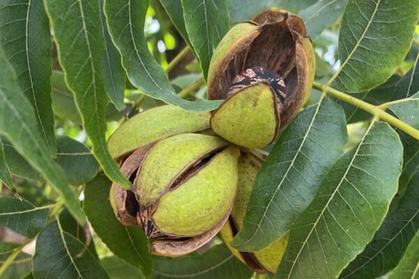 TRANSFORMANDO LA PRODUCCIÓN DE NUEZ PECANERA