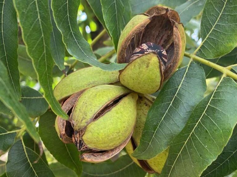 TRANSFORMANDO LA PRODUCCIÓN DE NUEZ PECANERA