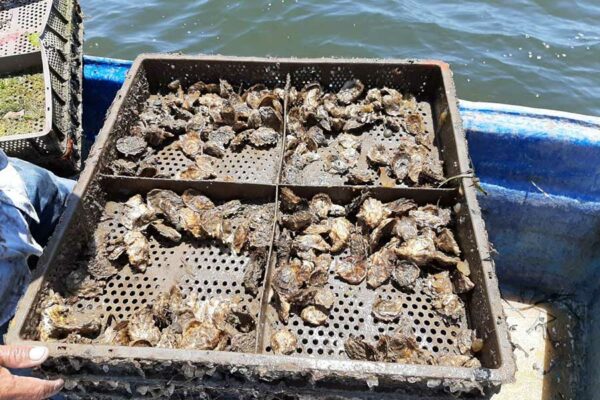 UNA ALIANZA PARA IMPULSAR ACTIVIDAD OSTRÍCOLA EN SONORA