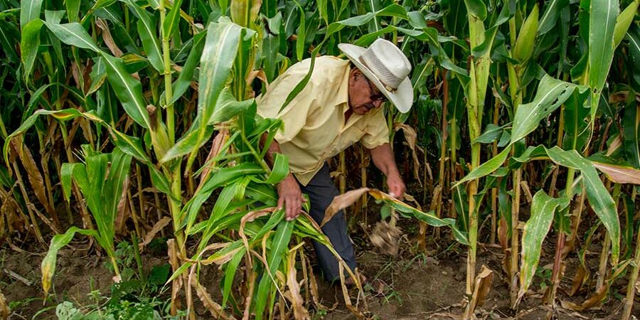 ACTINOBACTERIAS EN LA MILPA