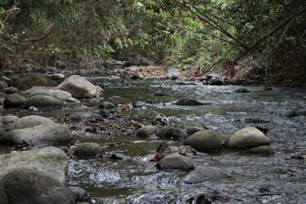 EL CIAD, LOS JARDINES ETNOBIOLÓGICOS Y COLIMA
