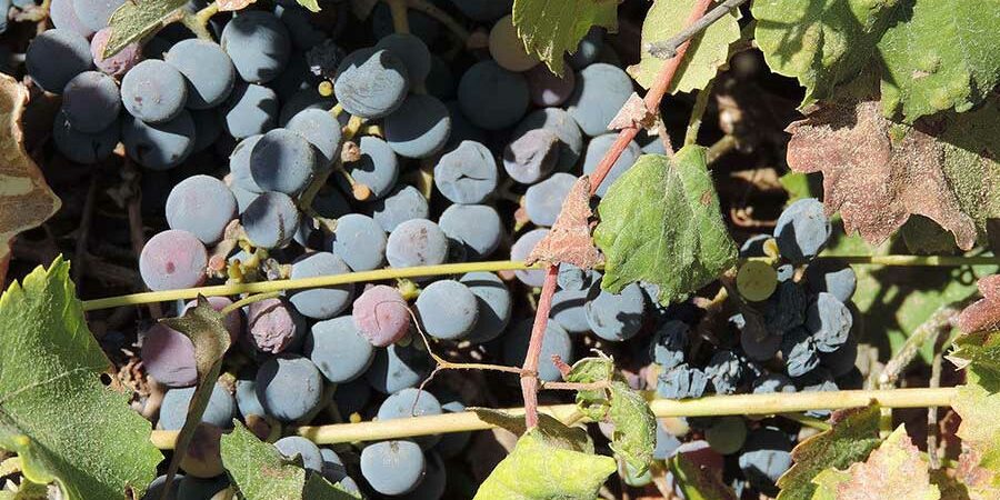 INVESTIGACIÓN EN LA RUTA CRIOGÉNICA DE VID