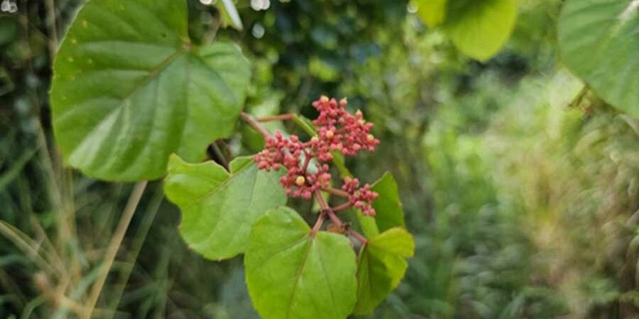 TRIPA DE ZOPILOTE, UN TESORO MEDICINAL