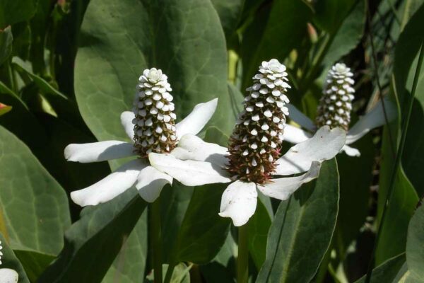 LOS BENEFICIOS TERAPÉUTICOS DE LA “HIERBA DEL MANSO”