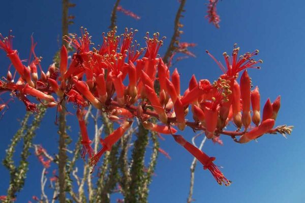 OCOTILLO, UNA PLANTA MEXICANA CON POTENCIAL CONTRA BACTERIAS RESISTENTES