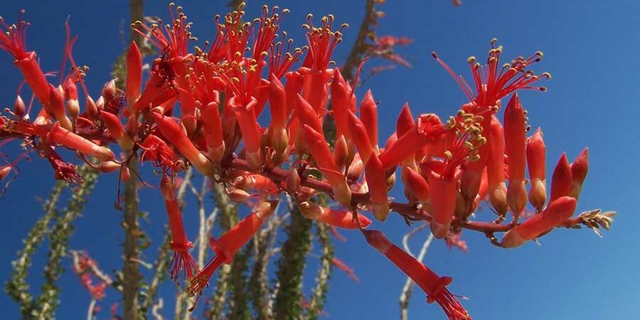 OCOTILLO, UNA PLANTA MEXICANA CON POTENCIAL CONTRA BACTERIAS RESISTENTES