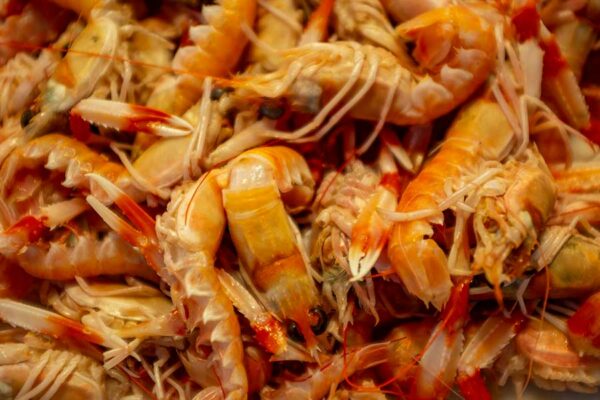 REVOLUCIÓN MARINA, DESECHOS DE CAMARÓN CONTRA EL SÍNDROME METABÓLICO