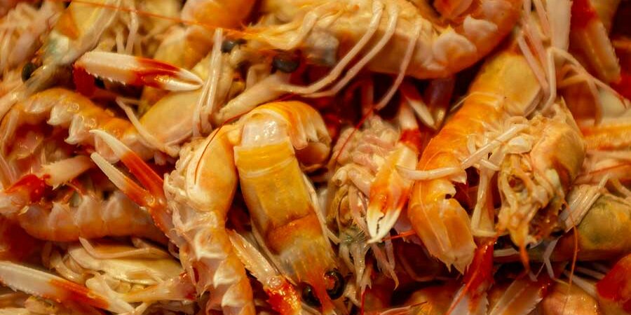 REVOLUCIÓN MARINA, DESECHOS DE CAMARÓN CONTRA EL SÍNDROME METABÓLICO