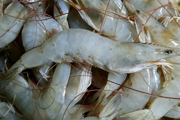 REVOLUCIÓN MARINA, TRANSFORMANDO DESECHOS DE CAMARÓN CON TECNOLOGÍAS VERDES