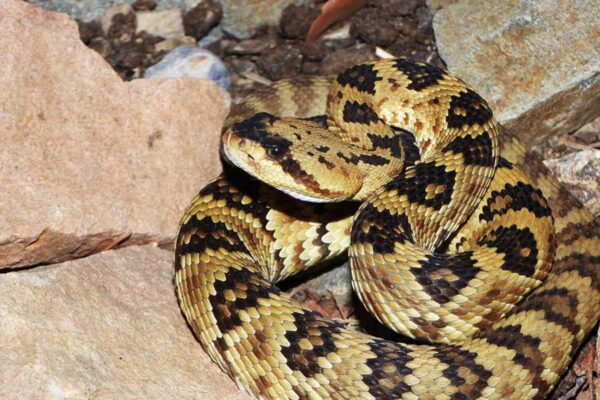 CONOCIENDO LAS PROPIEDADES BIOLÓGICAS DEL VENENO DE LA SERPIENTE CASCABEL DE COLA NEGRA CROTALOS MOLOSSUS