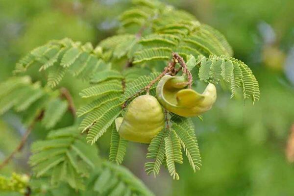 EL CASCALOTE, UNA ESPECIE VEGETAL CON POTENCIAL DESCONOCIDO