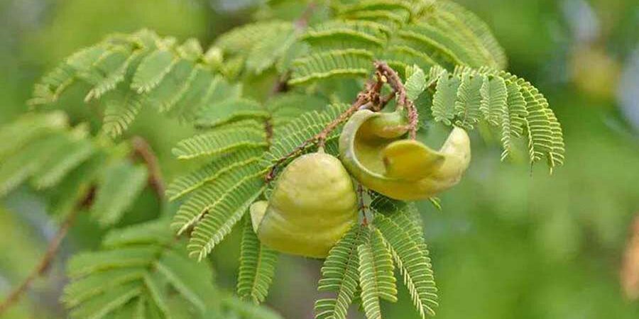 EL CASCALOTE, UNA ESPECIE VEGETAL CON POTENCIAL DESCONOCIDO